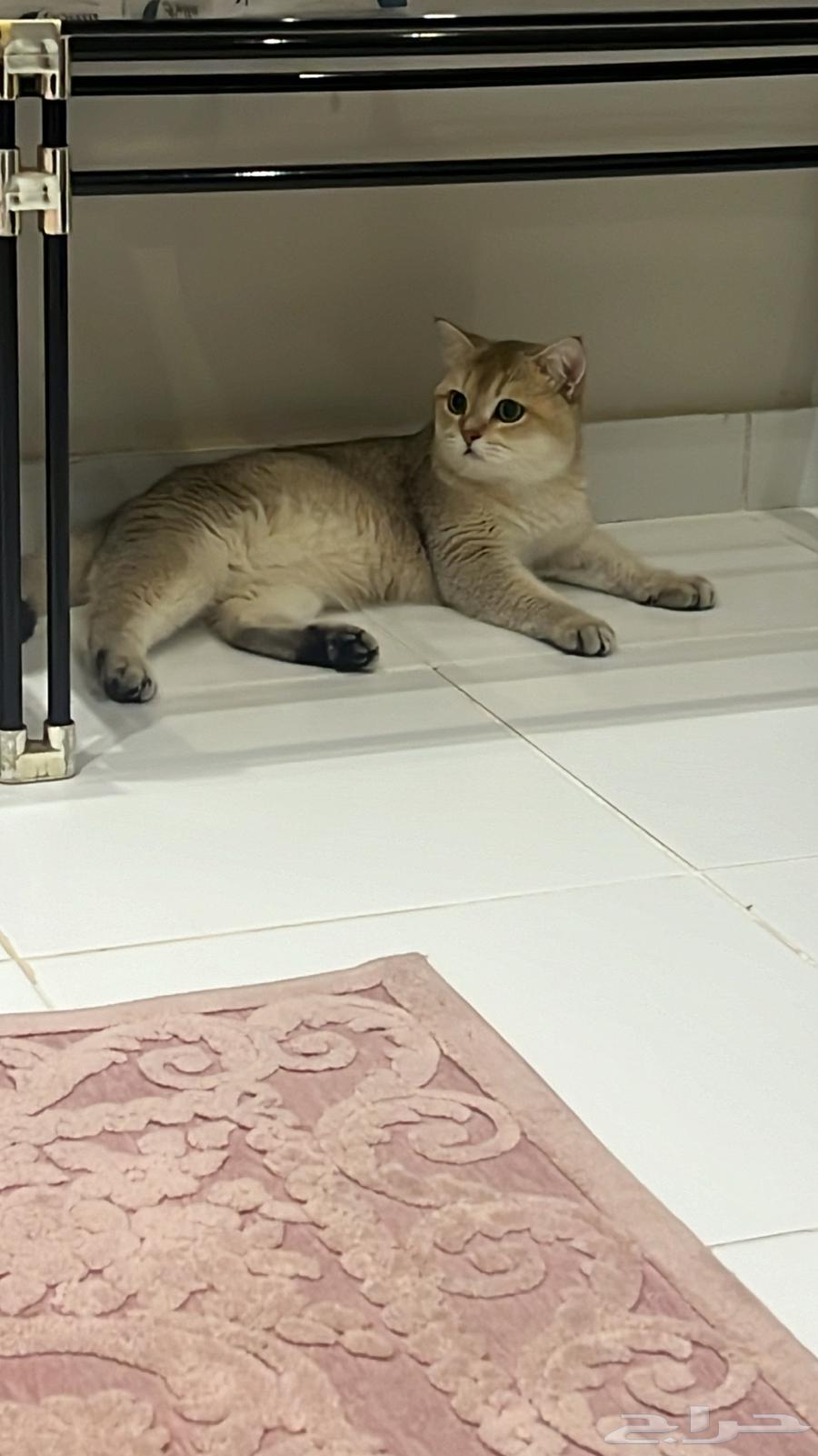 Scottish Straight Short Hair cats for breeding63298556766083114