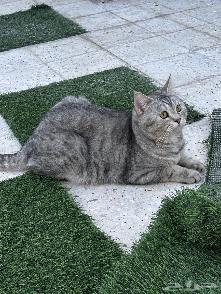 قط سكوتش للبيع63297373712387113