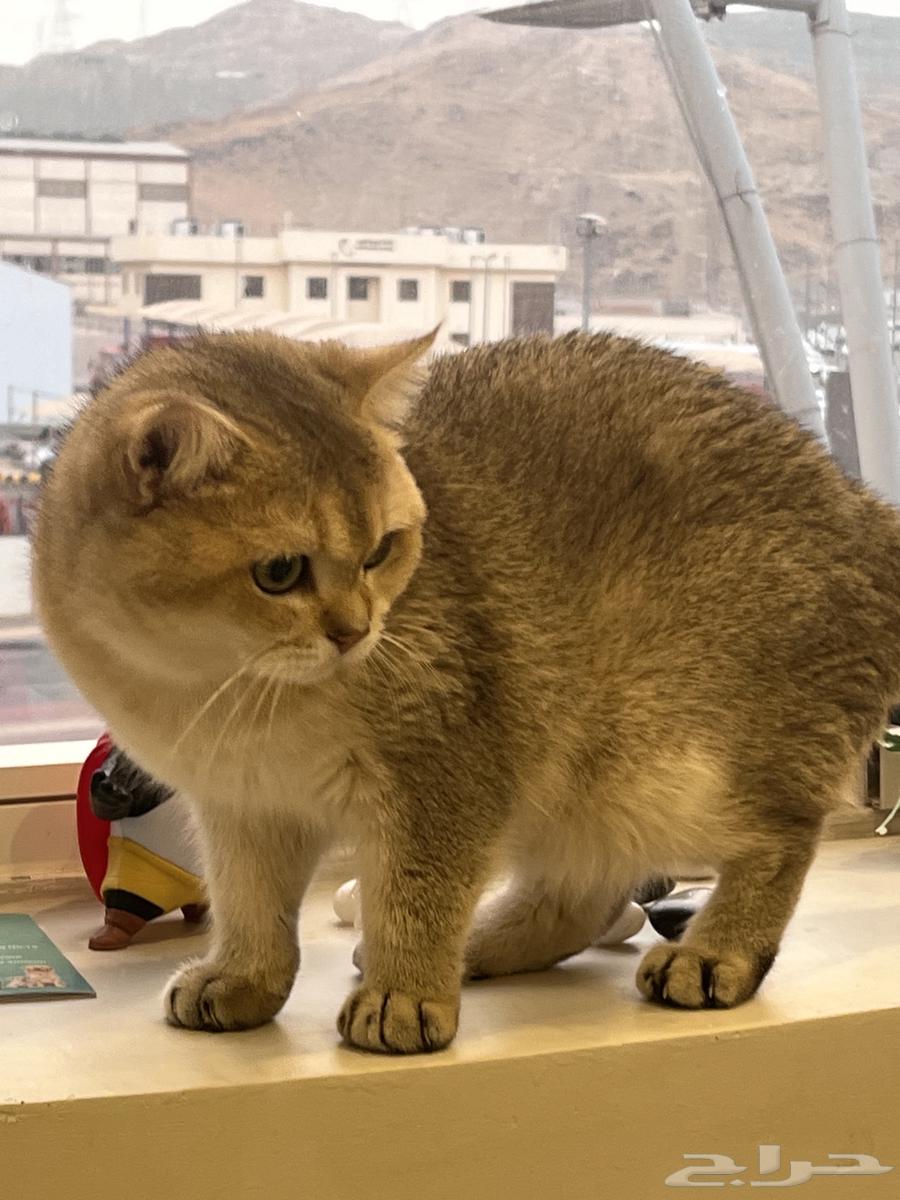 Scottish Straight Short Hair cats for breeding63298556766083110