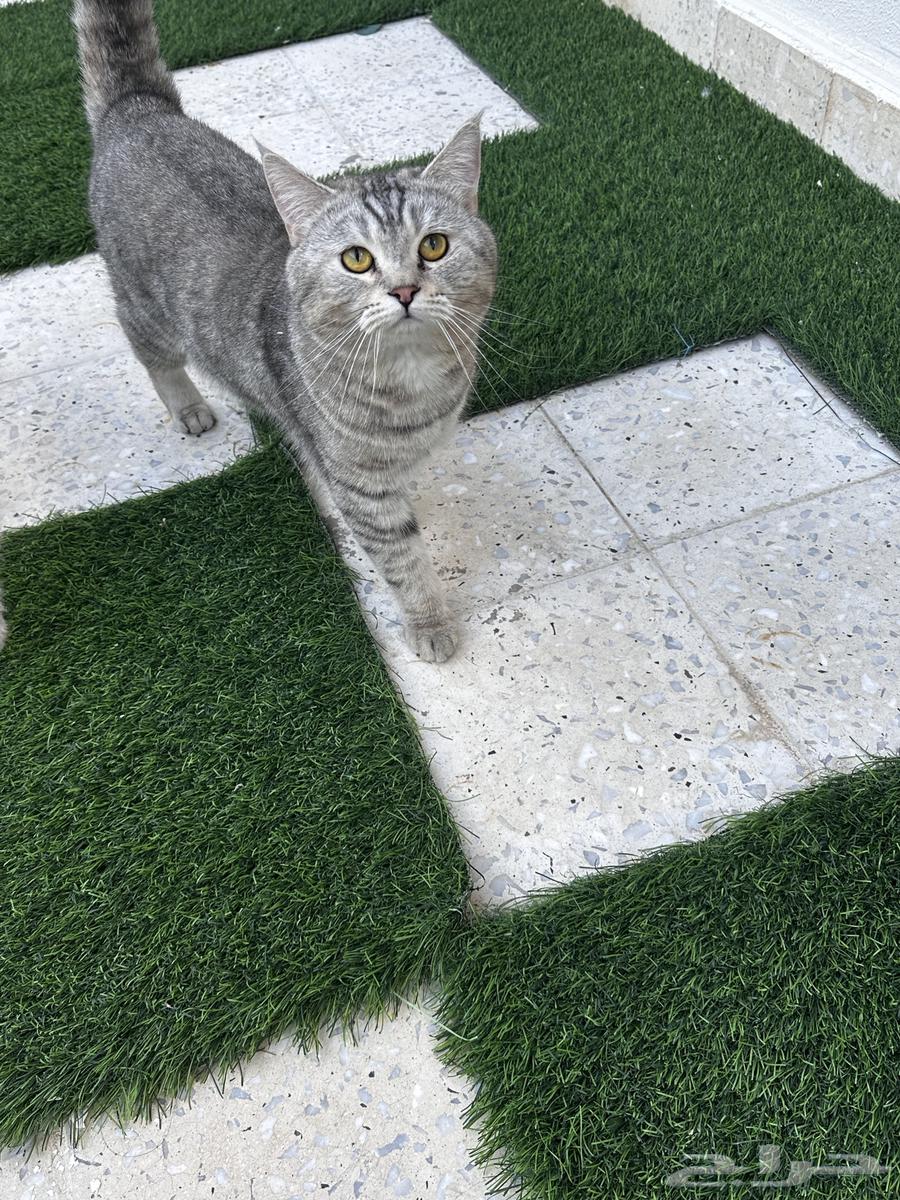 قط سكوتش للبيع63297373712387114