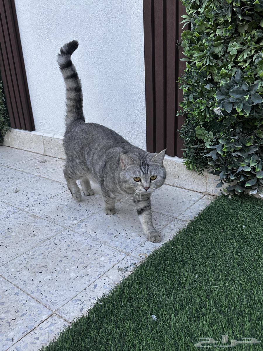 قط سكوتش للبيع63297373712387111