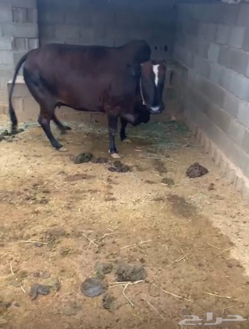 للبيع بقره بلديه63296970934659111
