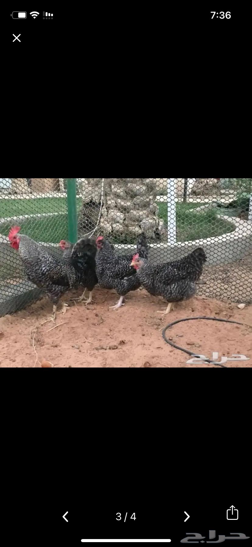 eggs63298824184321111