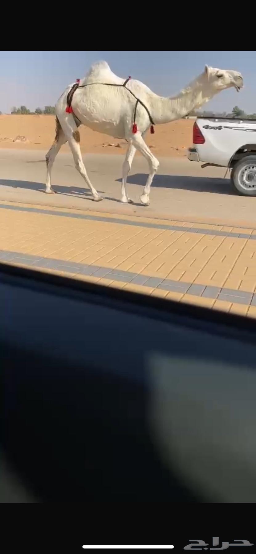 للبيع عشرا وضحاء63298940822146111