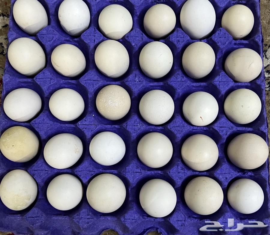 بيض632988241843211122