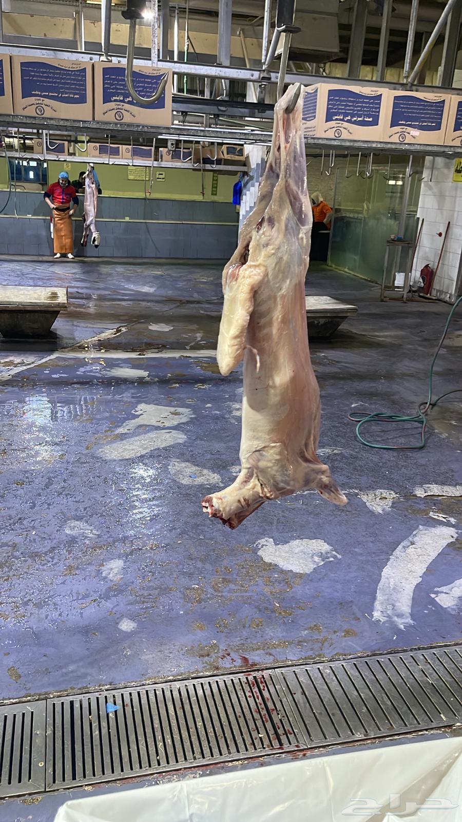 Installment Sale of Najdi and Hiri Sheep Victims via Tabi and Tamara63616164628226112