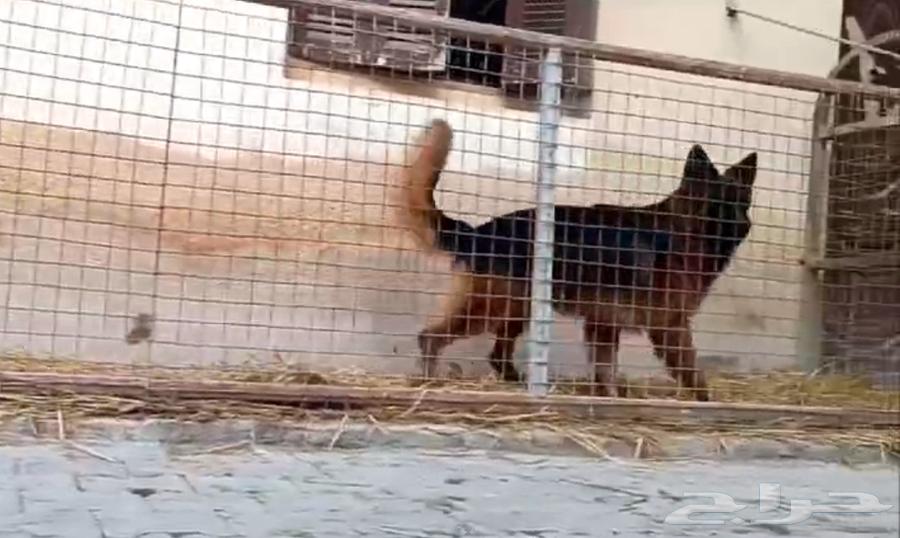 German Shepherd63296131297923111