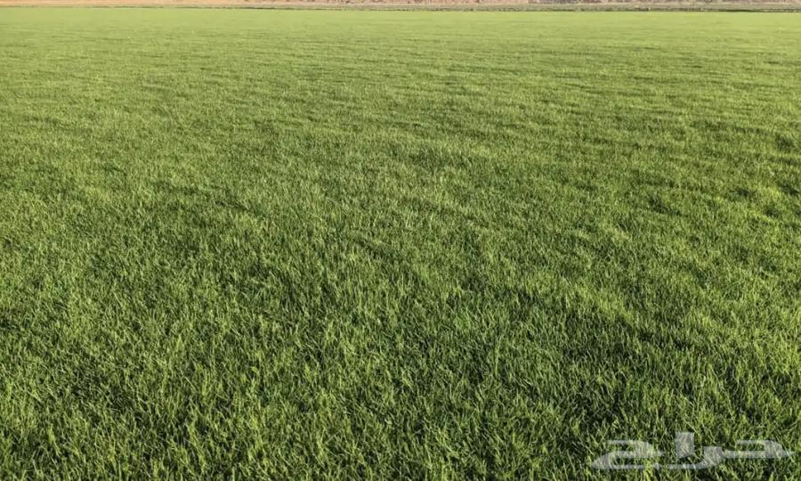 توريد نجيله طبيعية C2000 للحجز كميات63616164986754111