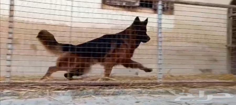 German Shepherd63296131297923112