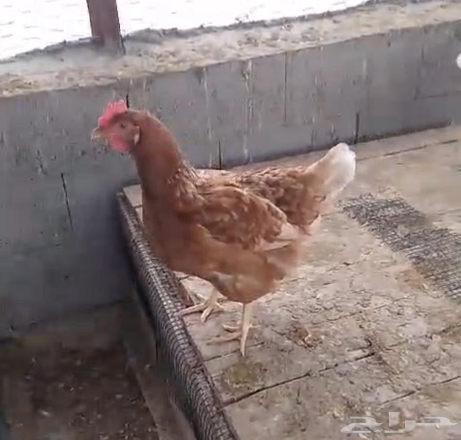 Good-sized Loohman chickens63296328651394112