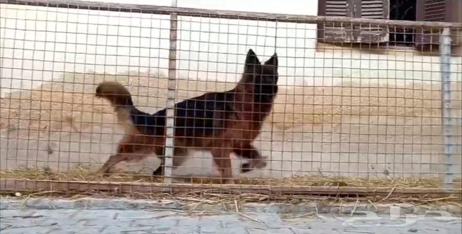 German Shepherd63296131297923113
