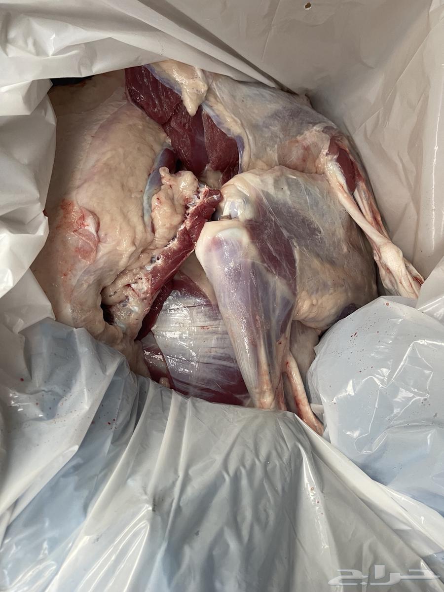 Installment Sale of Najdi and Hiri Sheep Victims via Tabi and Tamara63616164628226113