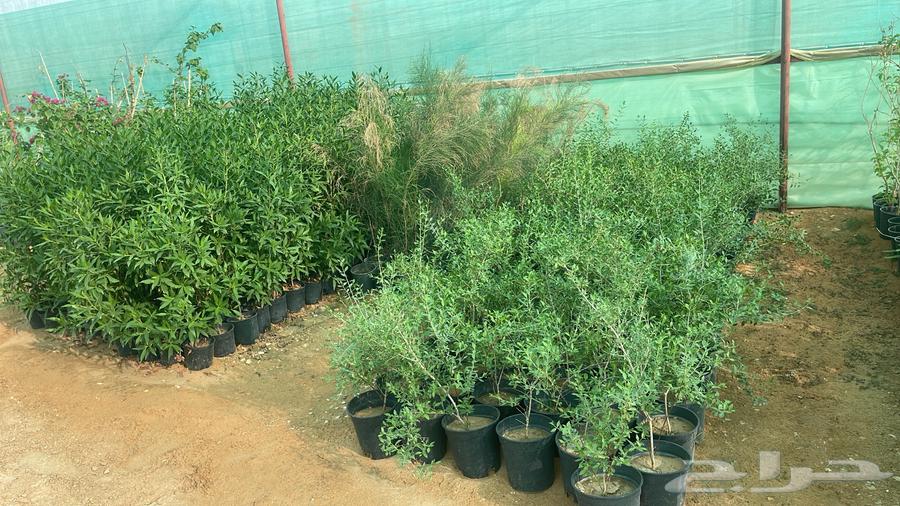 Selling wholesale trees63296327674497114