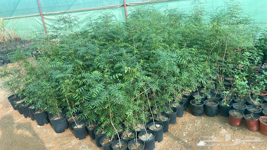Selling wholesale trees63296327674497113