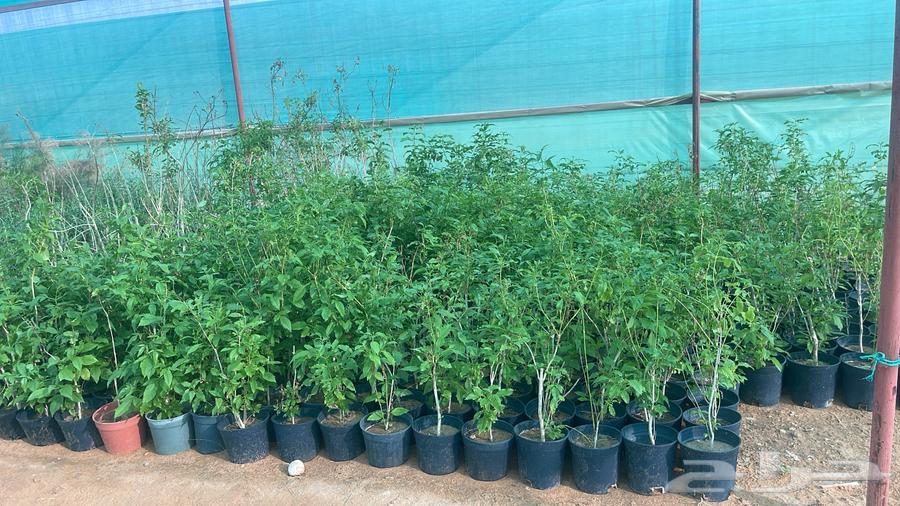 Selling wholesale trees63296327674497111