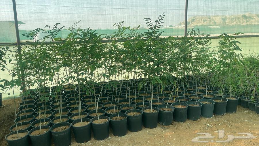 Selling wholesale trees63296327674497112