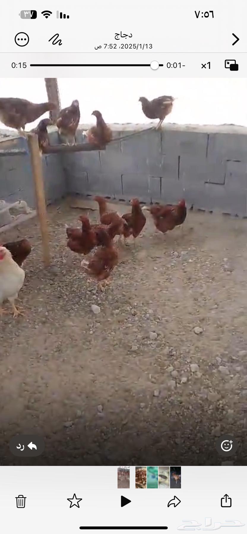 Good-sized Loohman chickens63296328651394111