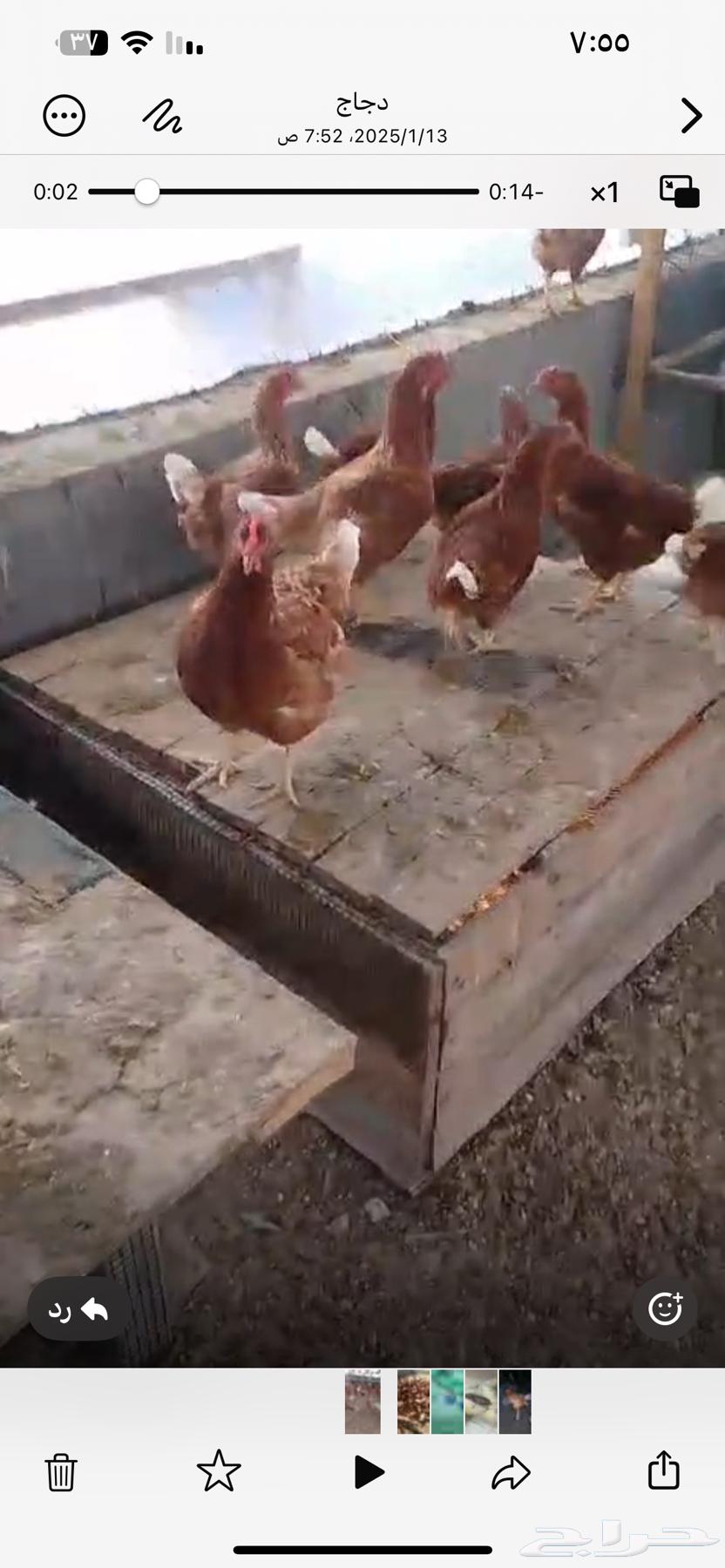 Good-sized Loohman chickens63296328651394112