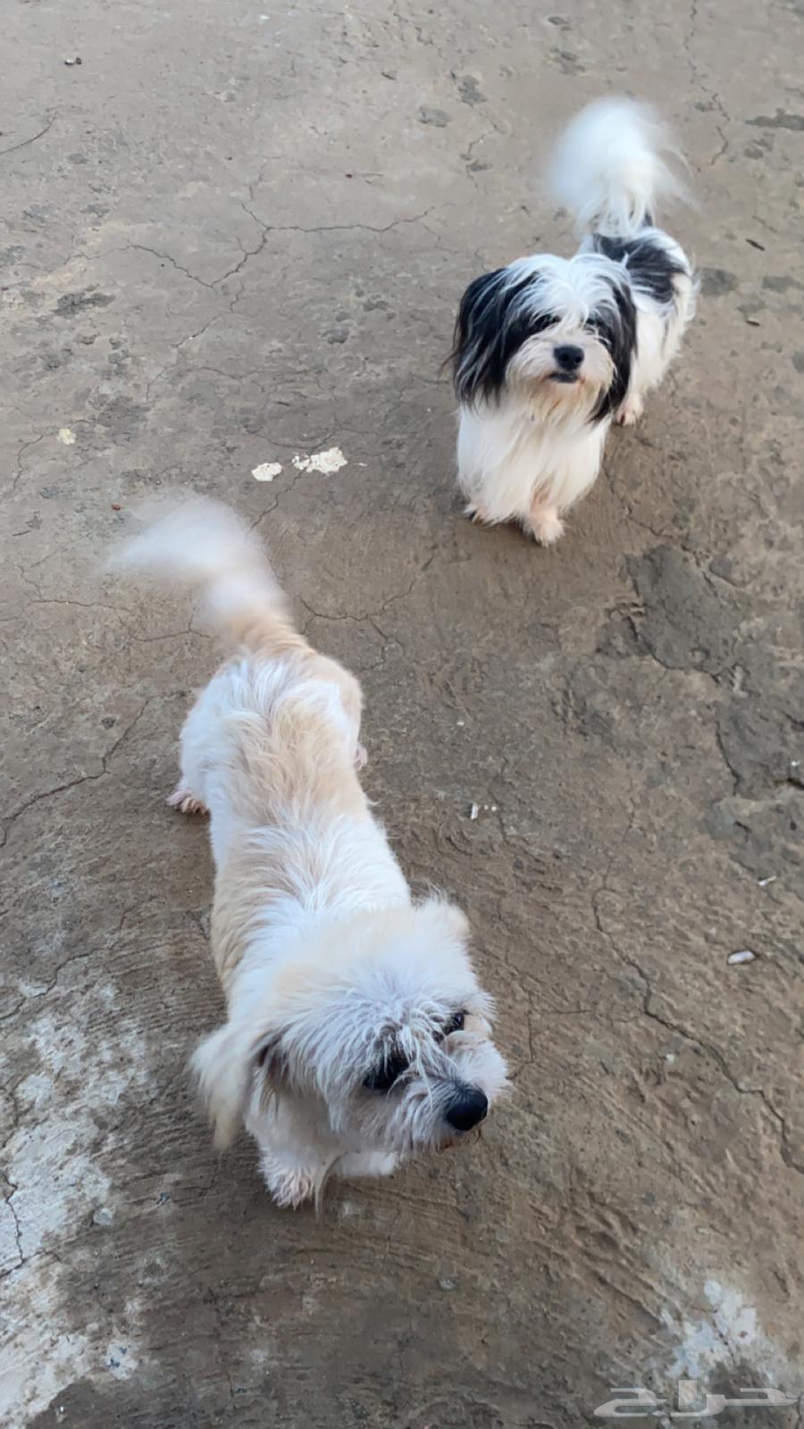 Maltese dogs for sale.63293873929347110