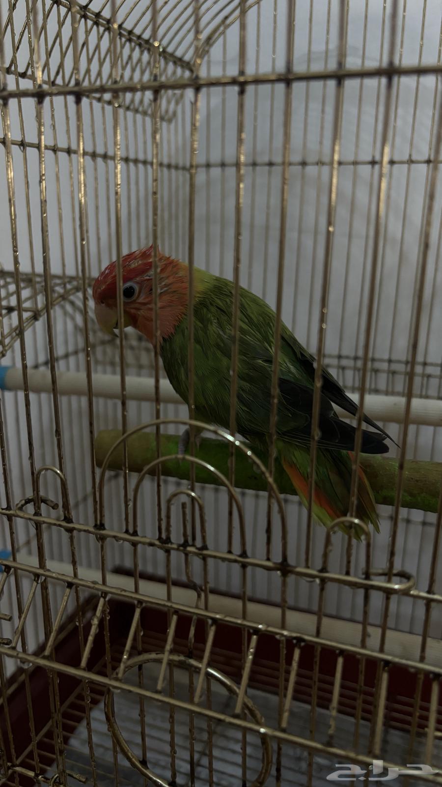 عصفور روز63616318500609111