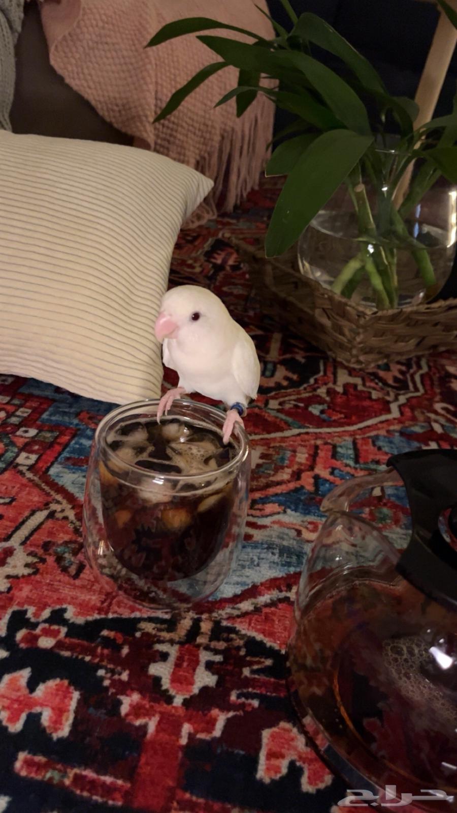 روز البينو للبيع63616318737666112