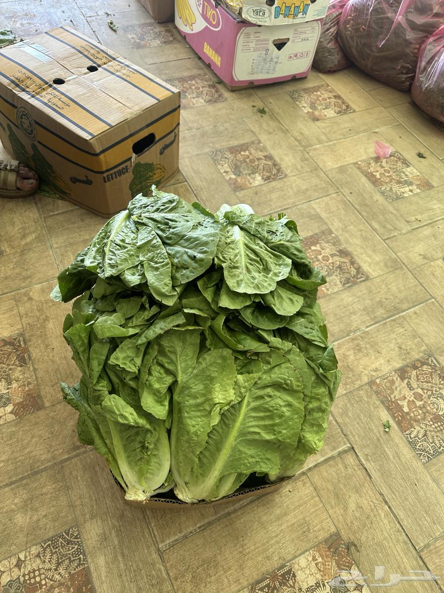 Cartons of lettuce63293873556354111