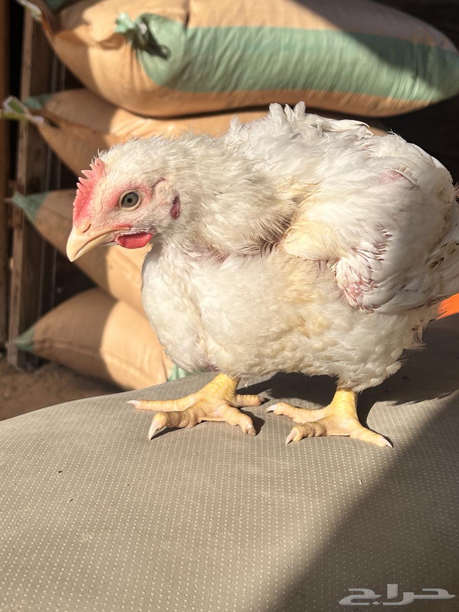 Different sizes of meat chickens at very suitable prices, 13 riyals, and in case of63293351176194110