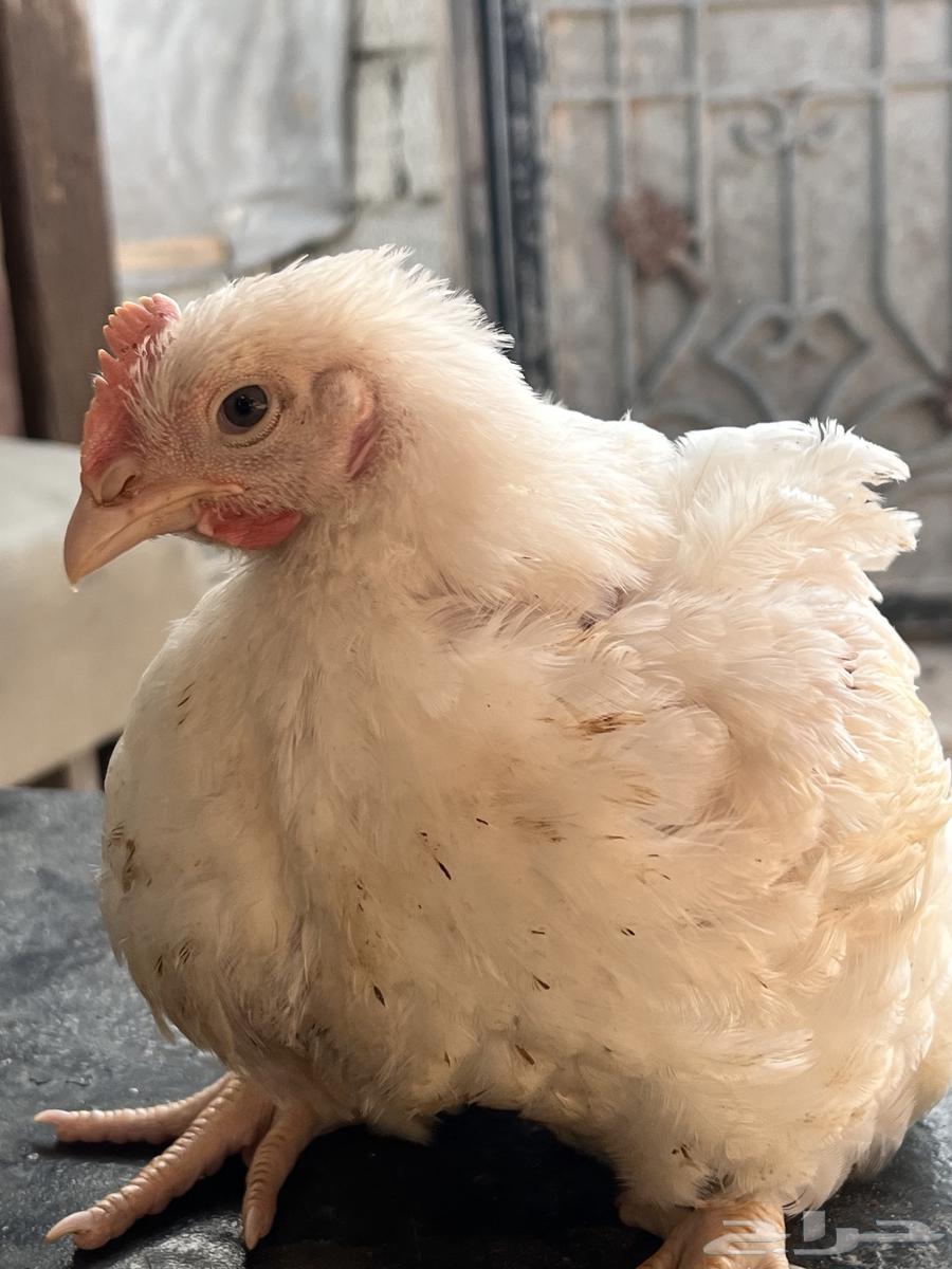 Different sizes of meat chickens at very suitable prices, 13 riyals, and in case of63293351176194111