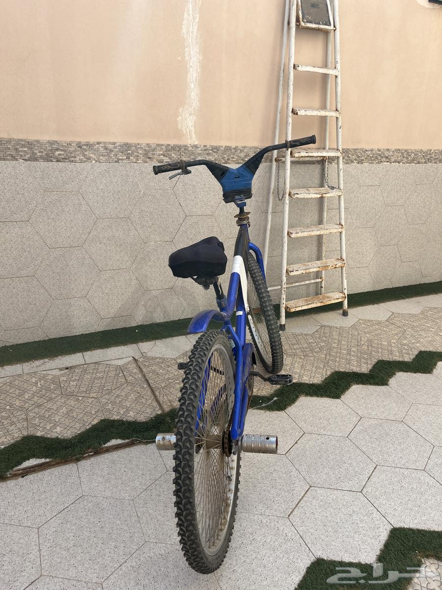 Cobra Bike 26 Inch63616318365443111