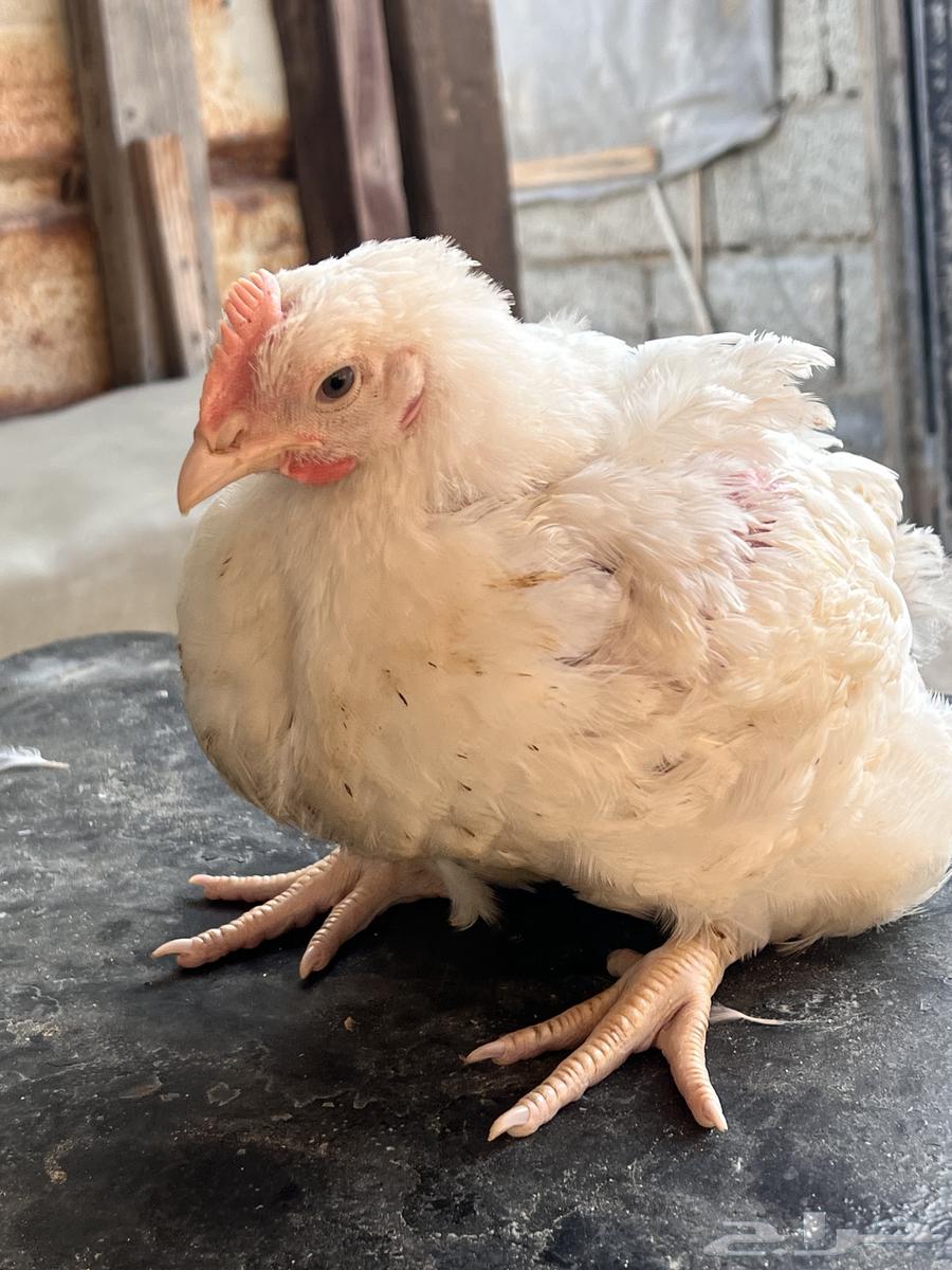Different sizes of meat chickens at very suitable prices, 13 riyals, and in case of63293351176194112