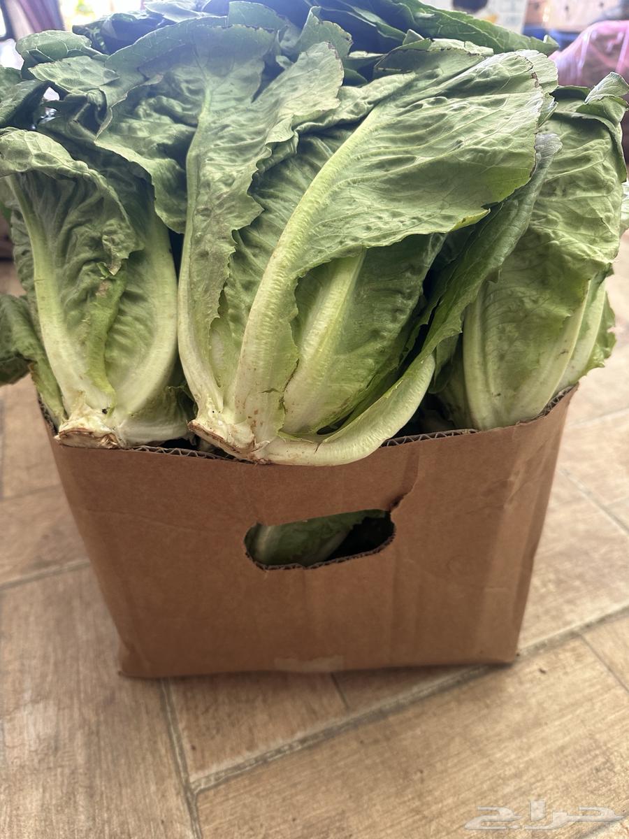 Cartons of lettuce63293873556354113