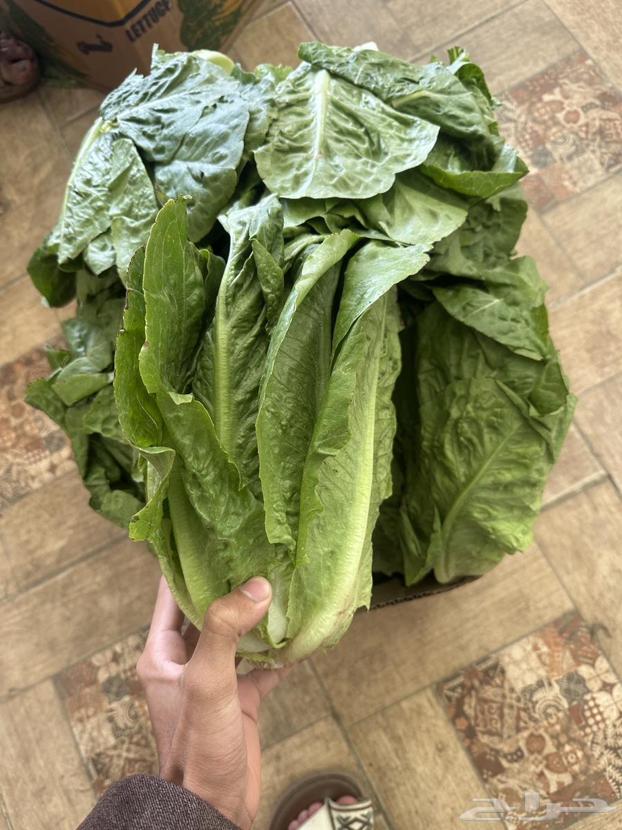 Cartons of lettuce63293873556354112