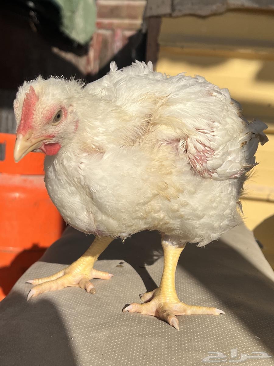 Good size and price for meat chicken.63293085570817111