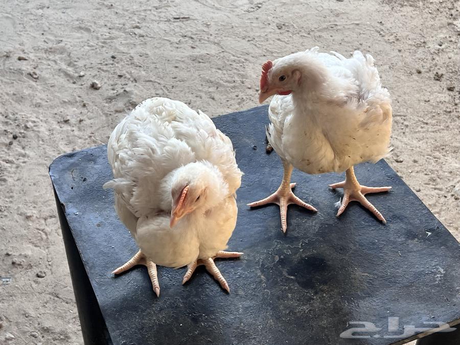 Good size and price for meat chicken.63293085570817112