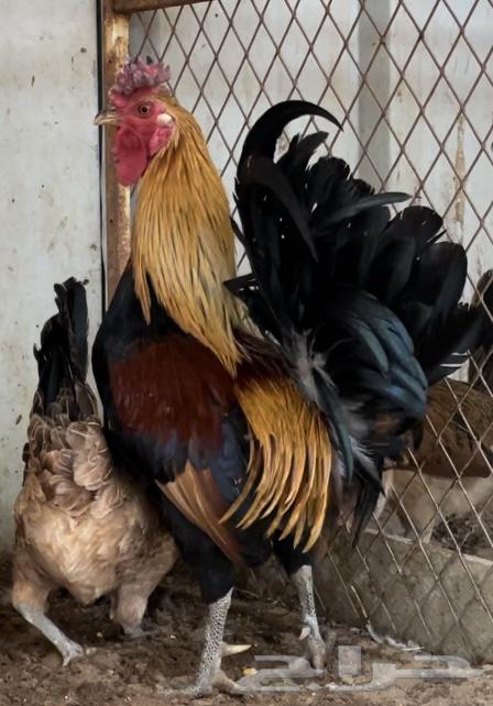 A rare-colored Arabic rooster63294078910722111