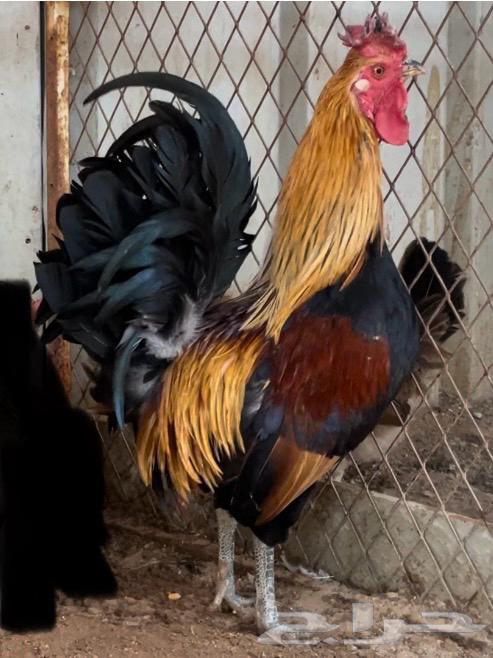 A rare-colored Arabic rooster632940789107221120