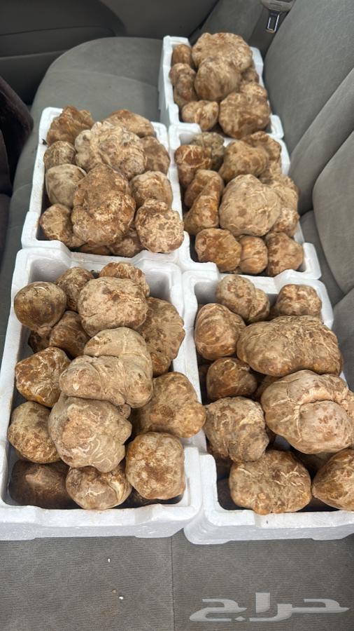 Fresh local Zubaidi fish, new catch, Zubaidi Al-Ashhab and white Zubaidi.63293513545219114