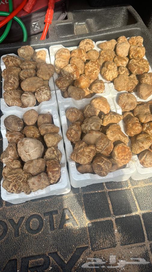 Fresh local Zubaidi fish, new catch, Zubaidi Al-Ashhab and white Zubaidi.63293513545219113