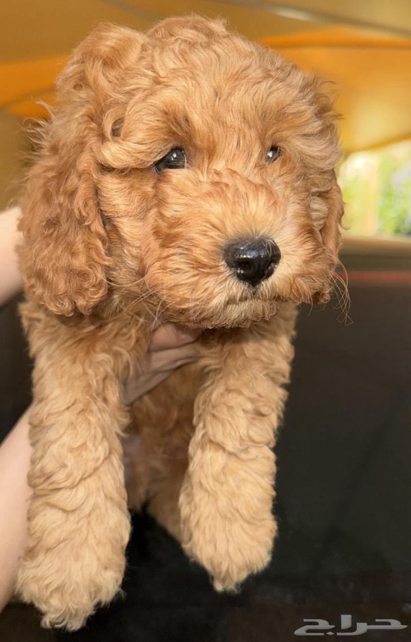Purebred poodle dogs63294292129667111