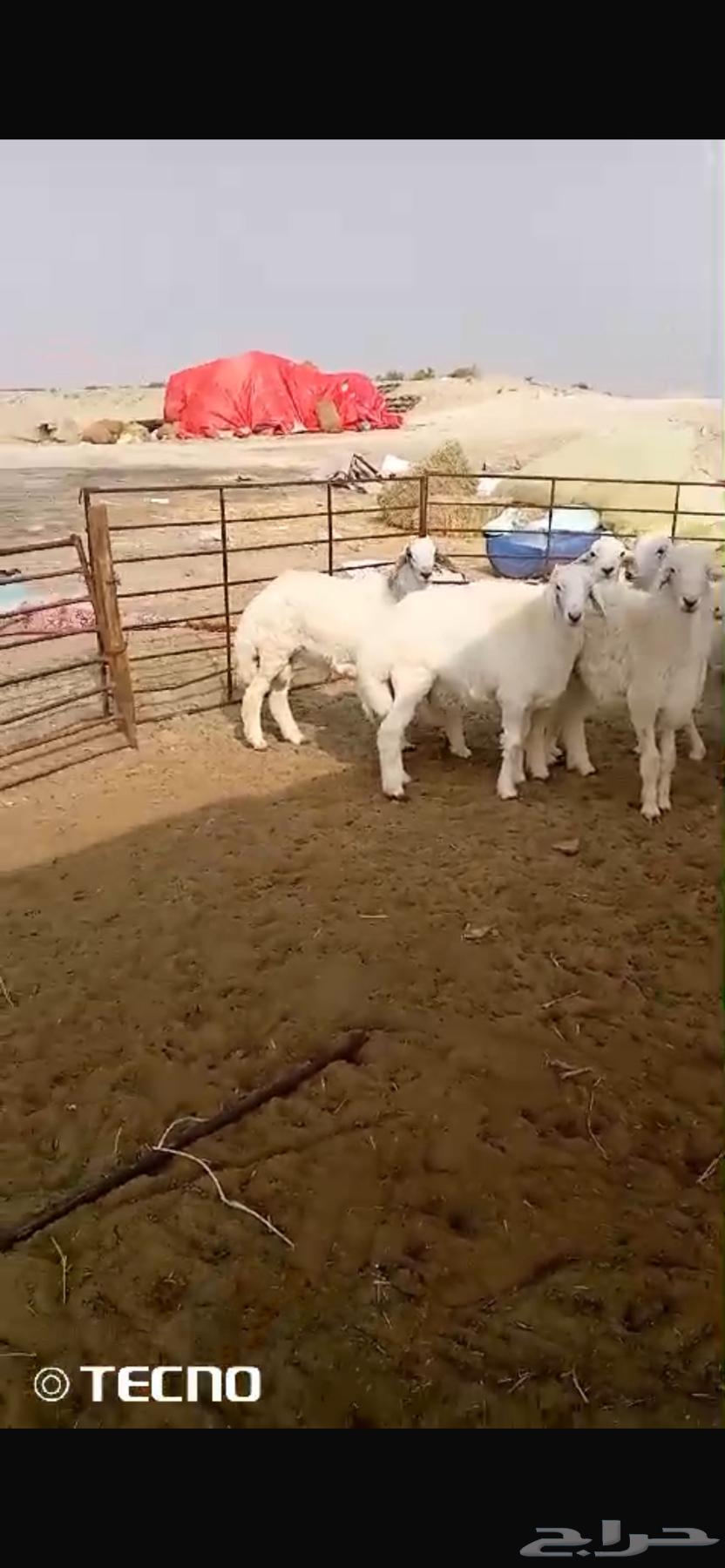 ذبايح حريات63293473412482111