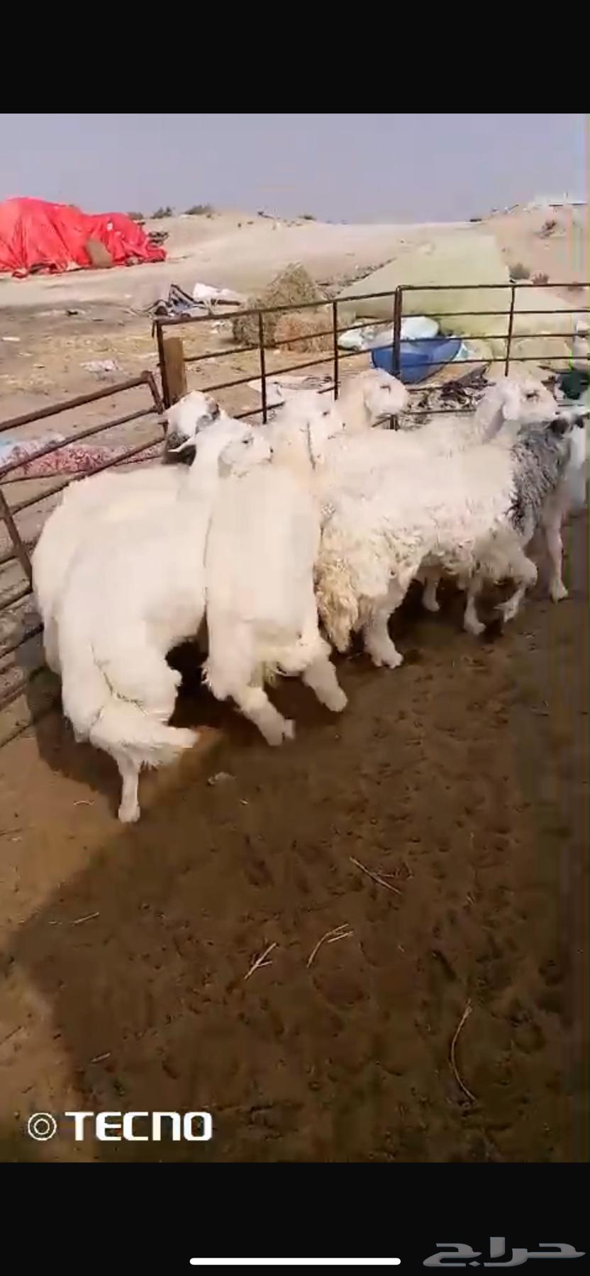 ذبايح حريات63293473412482112