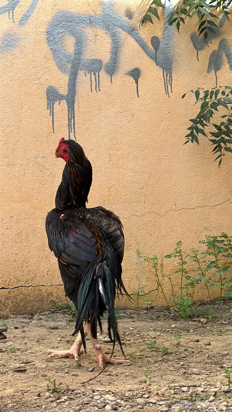 Pakistani rooster production Fawakhir63616321139842112