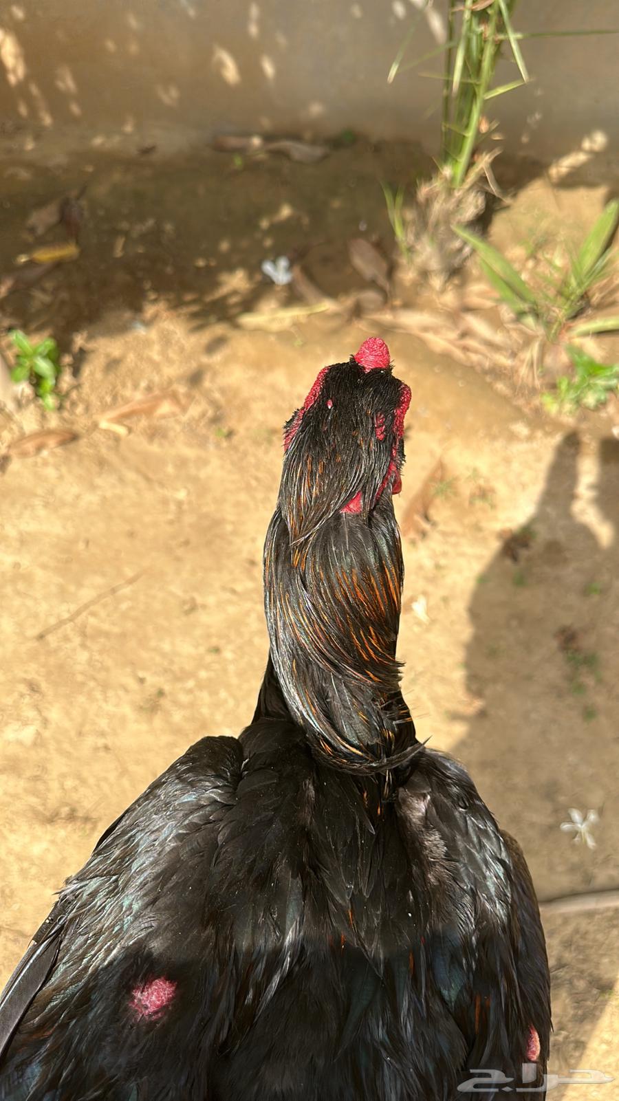 Pakistani rooster production Fawakhir63616321139842113
