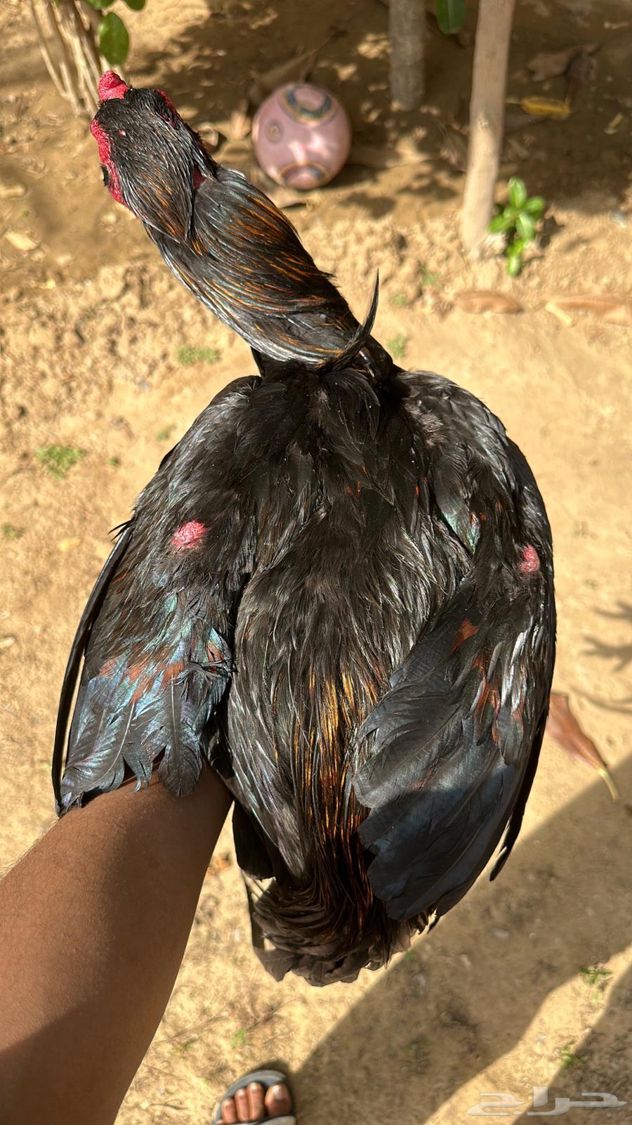 Pakistani rooster production Fawakhir63616321139842114