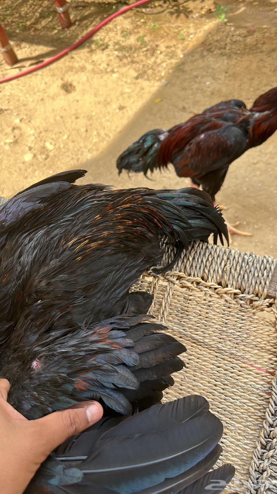 Pakistani rooster production Fawakhir63616321139842111