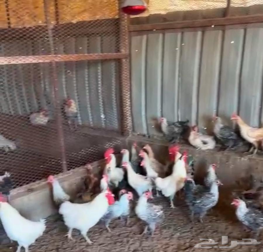Selling Indonesian chickens and white broilers.632914064416031122