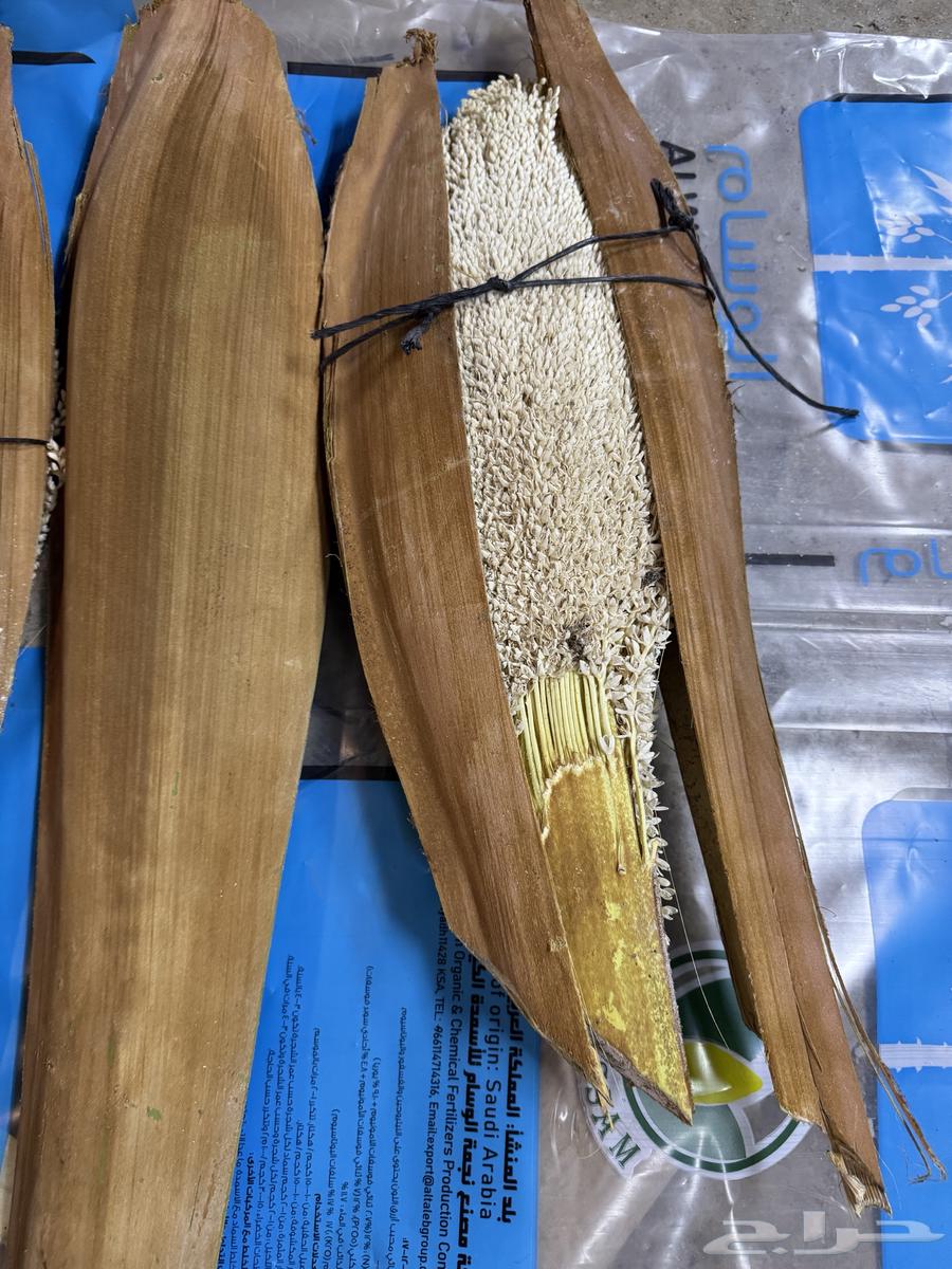 Date palm trees in Jaab (quantity executed)63006543961090111