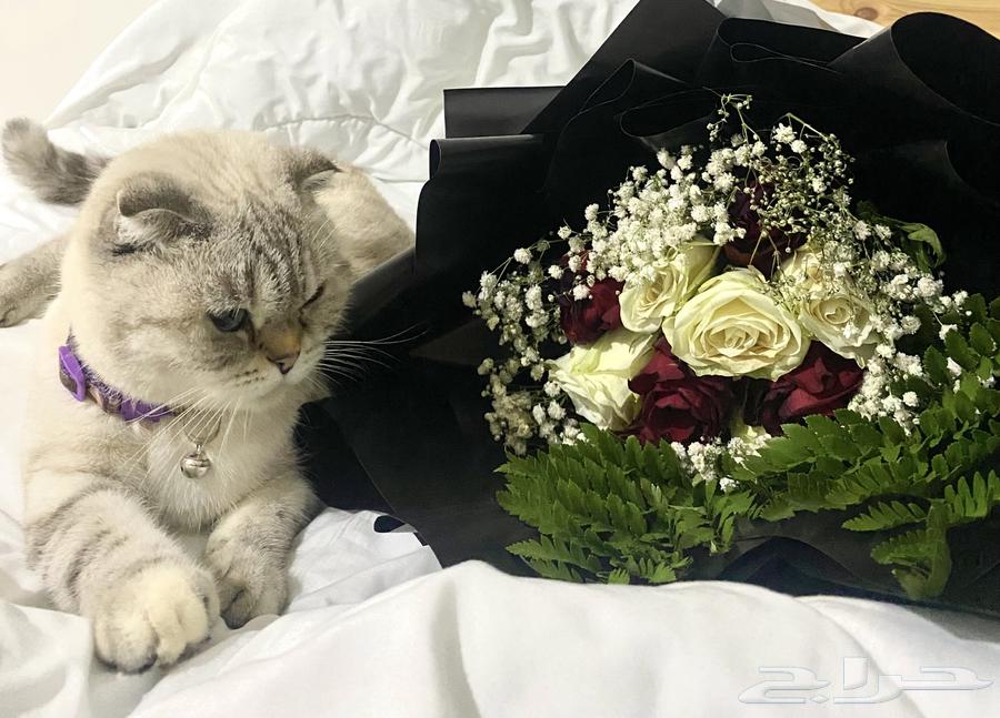 Female Scottish Fold for sale63291900668162113