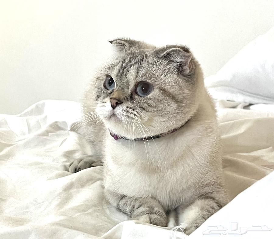 Female Scottish Fold for sale63291900668162112