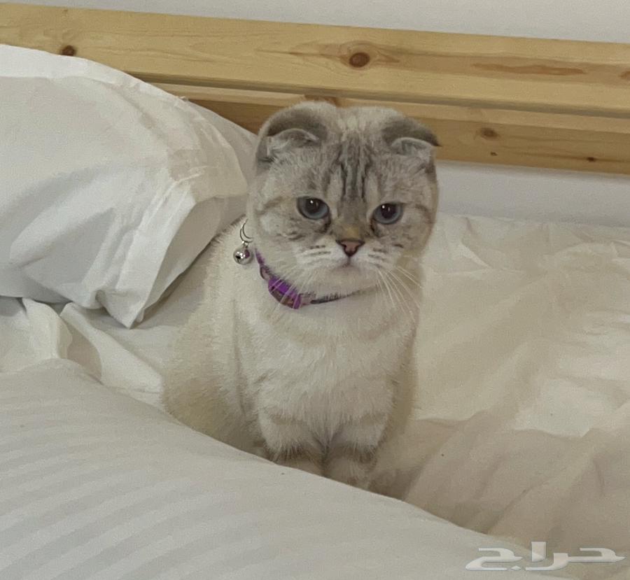 Female Scottish Fold for sale63291900668162111
